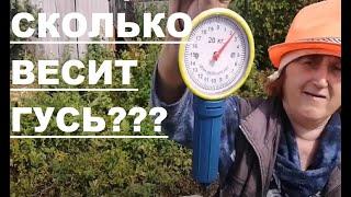 СКОЛЬКО ВЕСИТ ГУСЬ??? ЛИНДА И СЕРЫЙ, 1МЕСЯЦ ВЗВЕШИВАНИЕ