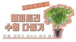 해피트리 수형 다듬기/잎줄기 자르는 위치 알기(Heteropanax fragrans Prune)