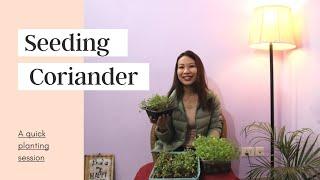 My Experiments with Dhania Pata | How to grow Coriander | Cilantro