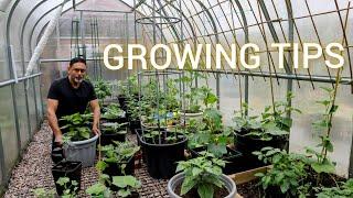 Day In Our Greenhouse, Cucumber Growing Tips