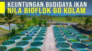 Keutungan Usaha Budidaya Ikan Nila Bioflok Panen Melimpah Ikan Segar dan Sehat