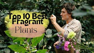 Top 10 Best Fragrant/Aromatic/Scented permanent flower plants India