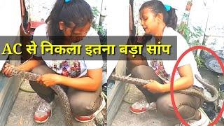 Big size Rat Snake found in  AC #ratsnake #ratsnake #trendingvideo