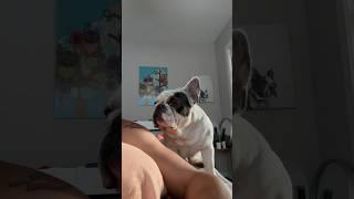 The Three Sides of My French Bulldogs #the #three #sides #of #my #frenchbulldogs #dogdad #shorts