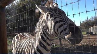 Tour the San Diego Animal Sanctuary and Farm in Alpine