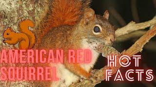 American Red Squirrel facts  Pine Squirrel  North American Red Squirrel  Chickaree 