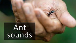 The tiny sounds of ants