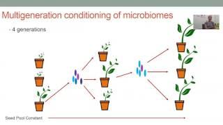 Laura Kaminsky: Phosphorus and the soil microbiome of alfalfa