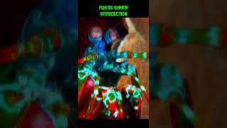 What is a Mantis Shrimp ?!