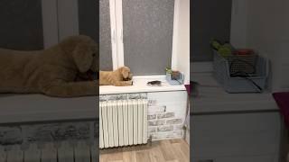 Крыса в квартире