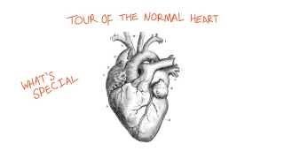 A Tour of the Normal Heart