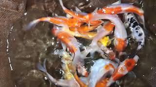 Japanese Koi Carp Pathanamthitta Kerala . Best Buy In Kerala