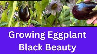 Growing Big Eggplant at Home | Growing and Harvesting Black Beauty Eggplant |