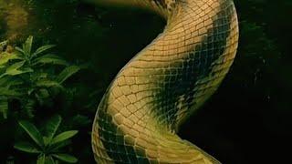 Titanoboa snake real video || wild life real snake in the past(@zaidaimanfusion)