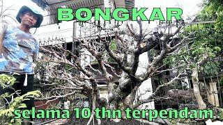 ficus kimeng‼️mengapa harus dg tehnik cuting‼️simak & ikuti