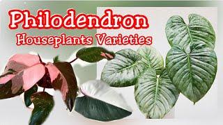VARIETIES OF PHILODENDRON PLANTS / Philodendron Houseplants Names and  Identification