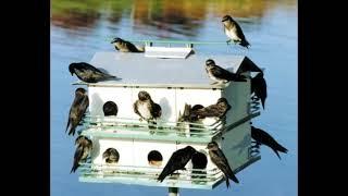 Attract Purple Martins (10 hours of Daytime Chatter)!