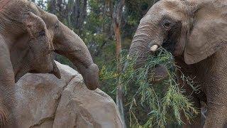 Elephants Holding Tails - Mary Meets Mila at the San Diego Zoo