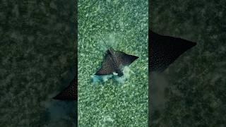 Spotted Eagle Ray Feeding