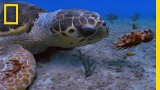 Loggerhead vs. Lobster | National Geographic