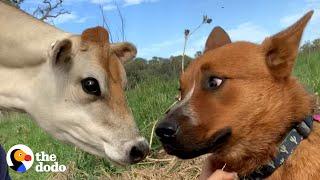 Herding Dog Afraid of All Cows Meets A Tiny Friend She Adores | The Dodo Odd Couples