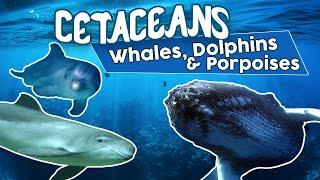 All Cetaceans (whales dolphins and porpoises) !Amazing cetacean facts!