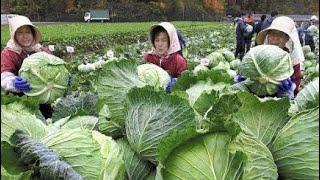 Amazing farming and cabbage harvesting in Japan - Modern Japanese Farming