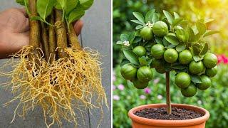 LIVEH ow To Grow Lemon Trees at Home from Cuttings | Fast & Simple Method #live #garden