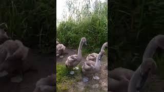 лебедята. нелегко им даются шаги.
