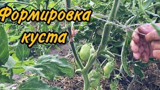 Как и когда удалять листья у томатов в теплице.