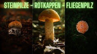 Pilze, Pilze, Pilze Steinpilz - Espen-Rotkappen und Fliegenpilze #pilze #steinpilze #fliegenpilze