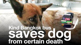 Kind Bangkok bus driver saves dog from certain death | The Nation Thailand