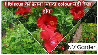 Biggest Collection Of Hibiscus In Pune || Nursery Tour || NV Garden #nursery #tour