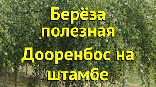 Береза гималайская на штамбе Дооренбос. Краткий обзор, описание характеристик betula Doorenbos