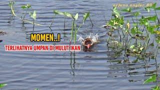 MOMEN MANCING..! TERTANGKAP CAMERA MULUT IKAN GABUS BABON MENYAMBAR UMPAN