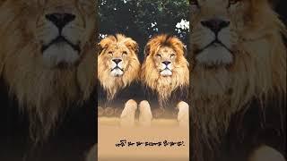||new devayat khavad dialogue|| DEVAYAT KHAVAD |new gujrati status |