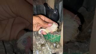 couldn't save the pigeon baby  .  #pigeon #kabutar #shorts #birds