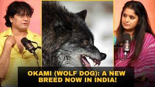 The Okami (Wolf Dog) in India: What Makes This Breed So Special? #wolfdogs #dogbreeders