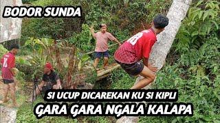 Bodor Sunda si ucup dicarekan ngala kalapa si kipli