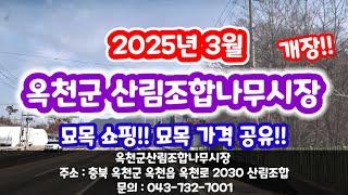 2025년 옥천군 산림조합 나무시장 방문 묘목가격 공유합니다.