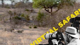 Lions Ambush Leopard Family: Explained- Virtual Safari #245