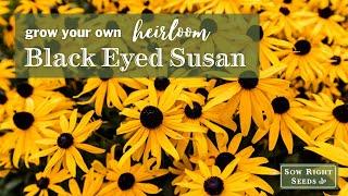 Sow Right Seeds | Black Eyed Susans