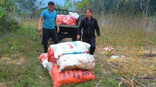 Harvesting large quantities of cassava and transporting them by tractor to sell