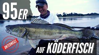 Vlog: 95er Monsterzander auf Köderfisch an Telerute!