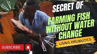 Fish Farming Without Water Change, Disease & Mortality | Series 2