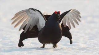 Black grouse