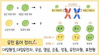 [중3 생식과 유전] 4-1강. 유전 용어 정리￨대립 형질￨대립 유전자￨우성과 열성￨순종과 잡종￨표현형과 유전자형