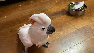 #156 EXAMPLES OF A PARROT SHOWING TERRITORIAL BEHAVIOR BODY LANGUAGE