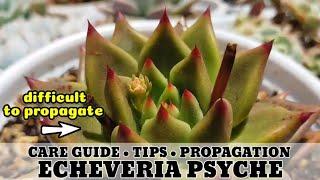 113 ECHEVERIA PSYCHE SUCCULENT CARE GUIDE || Succulent Care Tips 다육식물 多肉植物 Suculentas