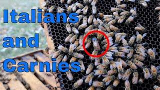 Italian Bees VS. Carniolan Bees! What we are doing and why..... (I think!)